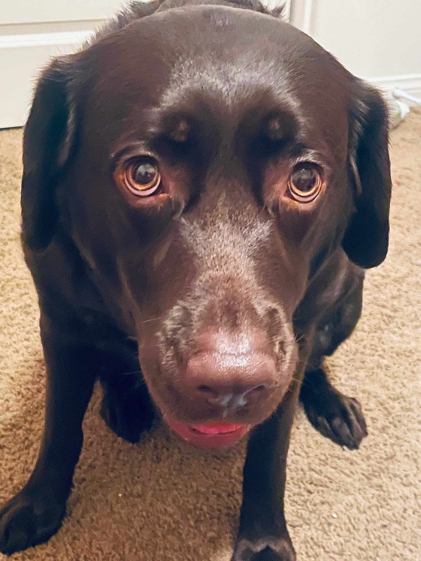 Layla