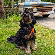 Donovan Donny Doggo is registered to the contest to win money with this photo: black_dog, canine, curly_fur, daylight, dog, driveway, fence, grass, greenery, lawn, nature, old_vehicle, orange_harness, outdoor, parked_vehicle, pet, rusty_truck, sidewalk, tree, vintage_truck