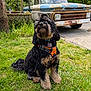 black_dog, canine, curly_fur, daylight, dog, driveway, fence, grass, greenery, lawn, nature, old_vehicle, orange_harness, outdoor, parked_vehicle, pet, rusty_truck, sidewalk, tree, vintage_truck