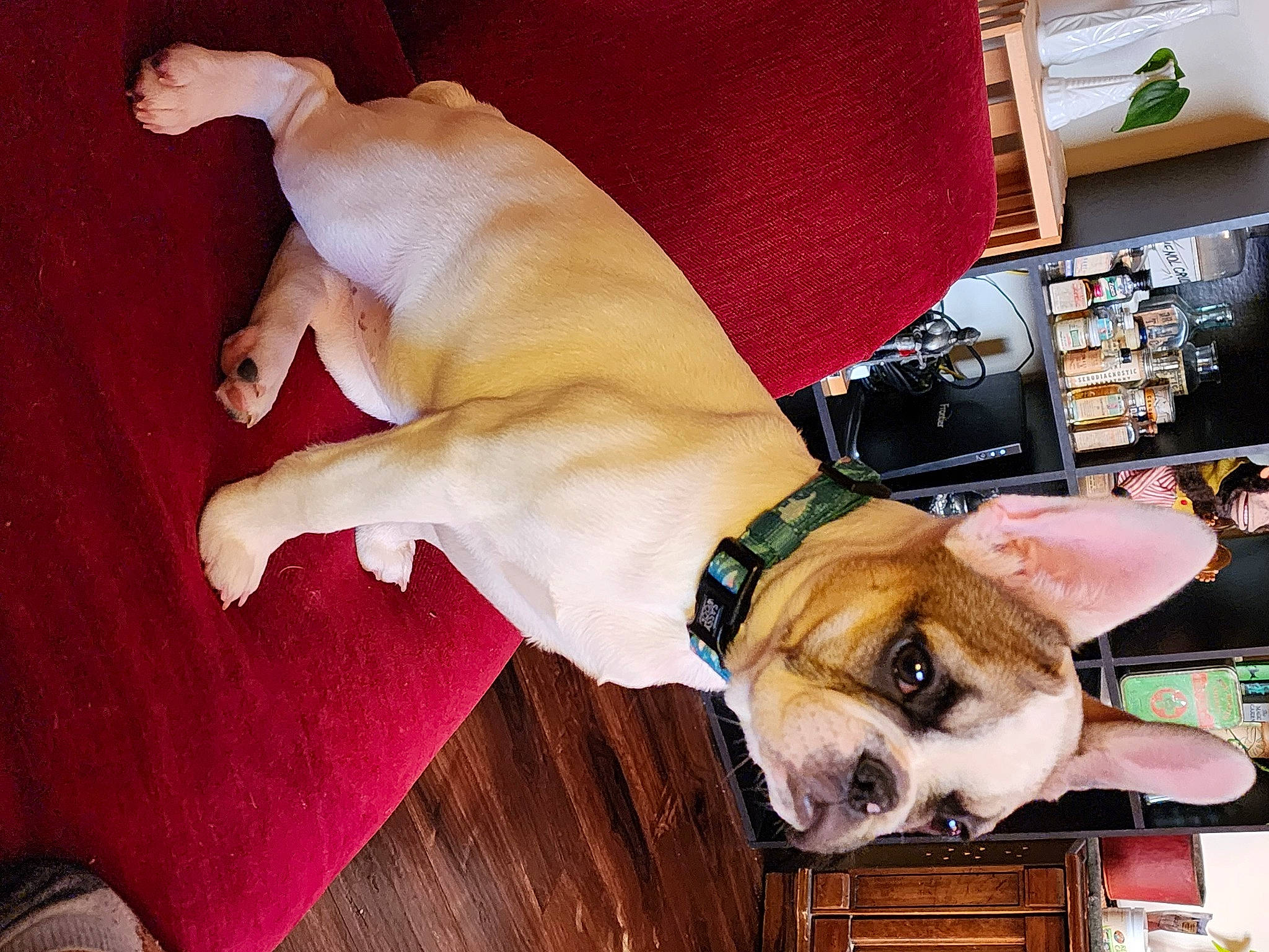 Brie is registered to the contest to win money with this photo: canidae, carnivore, collar, comfort, companion_dog, dog, dog_breed, dog_collar, dog_supply, eyewear, fawn, flooring, fur, hardwood, pet_supply, shelf, snout, sporting_group, tail, working_animal