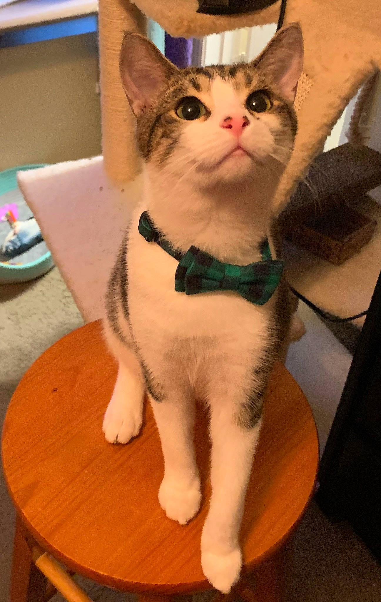 Gambit joined the competition — help win amazing prizes! carnivore, cat, cat_supply, chair, collar, domestic_short_haired_cat, eye, fawn, felidae, flooring, fur, hardwood, paw, pet_supply, small_to_medium_sized_cats, snout, table, tail, whiskers, wood