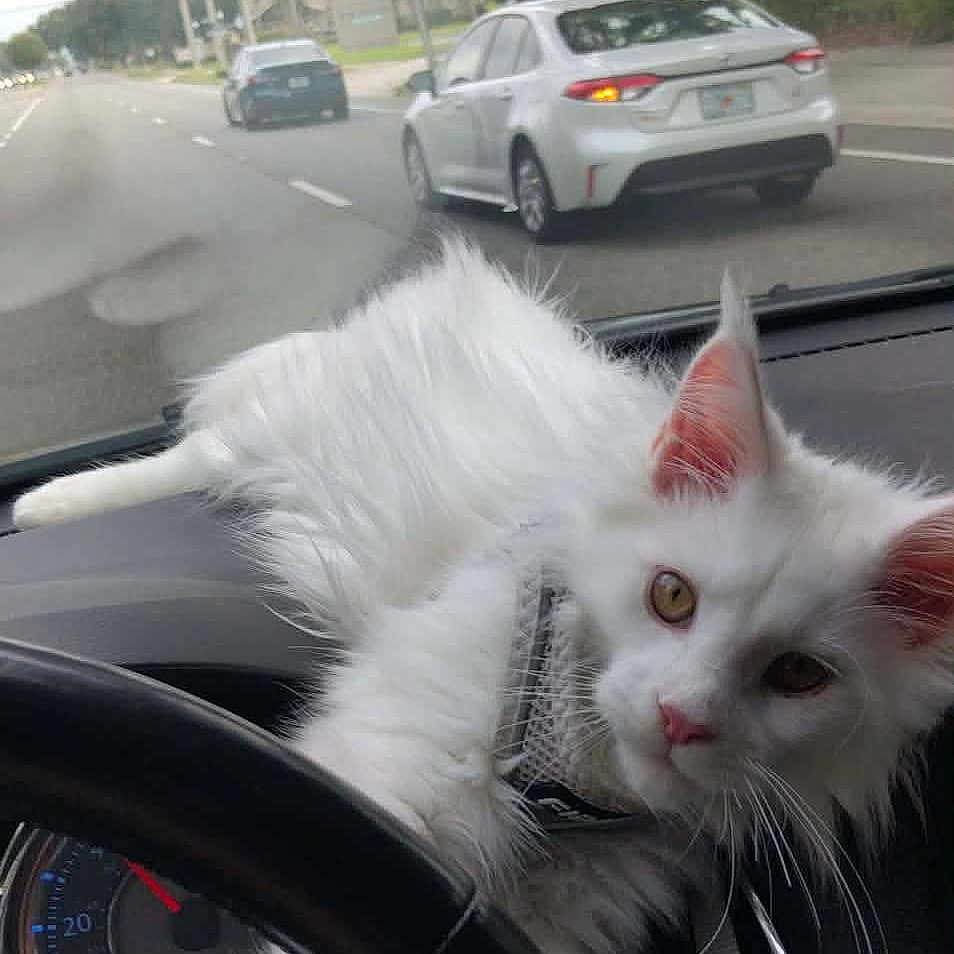 Yuki