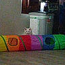 Yuki is registered to the contest to win money with this photo: animal, cat, colorful, cozy, curious, dim_light, floor, furniture, grainy, household_items, indoor, peeking, pet, quiet, rainbow_tunnel, room, shelf, toy, trash_bin, white_cat