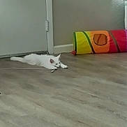 Yuki is registered to the contest to win money with this photo: animal, bored, cable, cat, colorful, domestic, door, empty_room, feline, floor, home, indoor, pet, play_tunnel, quiet, relaxed, resting, toy, white_cat, wooden_floor