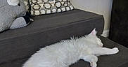 Yuki is registered to the contest to win money with this photo: animal, blanket, cat, couch, cozy, cute, domestic_animal, feline, fluffy, fur, home, indoor, living_room, pet, pillow, relaxed, resting, sleeping, soft, white_cat