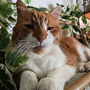 Boogie a rejoint le concours — aidez-le/la à gagner de superbes lots ! cat, orange_cat, white_cat, pet, indoor, plant, green_leaves, relaxed, resting, close_up, feline, whiskers, paws, cute, domestic_animal, cozy, texture, wood, animal, sleepy