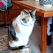 Caline participe au concours pour gagner de l'argent avec cette photo : cat, calico_cat, pet, indoor, furniture, table, chair, cushion, bowl, rug, floor, green_collar, whiskers, sitting, portrait, home_interior, wooden_table, floral_pattern, curious_expression, domestic_animal