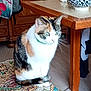 cat, calico_cat, pet, indoor, furniture, table, chair, cushion, bowl, rug, floor, green_collar, whiskers, sitting, portrait, home_interior, wooden_table, floral_pattern, curious_expression, domestic_animal