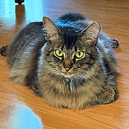 Callie is registered to the contest to win money with this photo: animal, cat, chair_wheel, close_up, collar, domestic, ears, feline, fluffy, focused, fur, indoor, pet, portrait, reflection, resting, tabby_cat, whiskers, wooden_floor, yellow_eyes