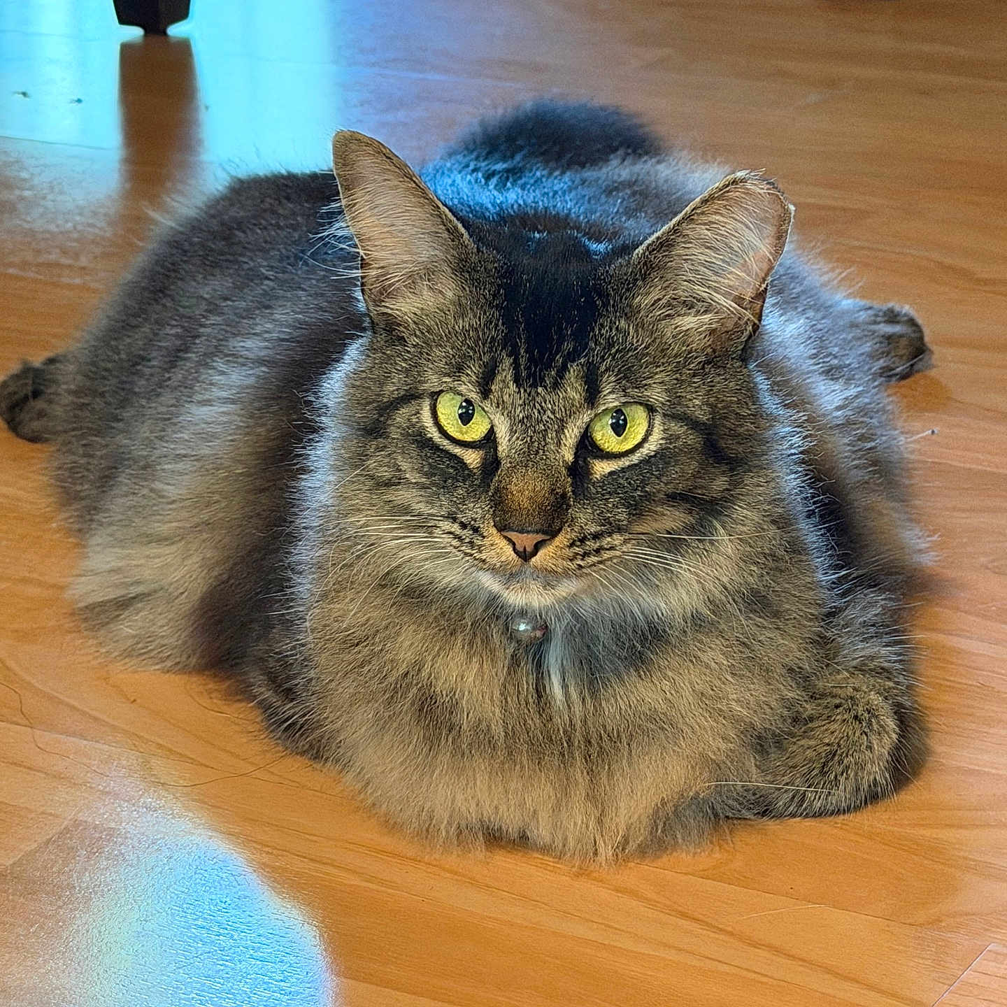 Callie is registered to the contest to win money with this photo: animal, cat, chair_wheel, close_up, collar, domestic, ears, feline, fluffy, focused, fur, indoor, pet, portrait, reflection, resting, tabby_cat, whiskers, wooden_floor, yellow_eyes