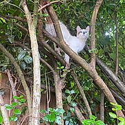 Tachoune participe au concours pour gagner de l'argent avec cette photo : cat, animal, tree, branches, leaves, outdoor, nature, curious, white_cat, blue_eyes, feline, perched, wood, greenery, wildlife, pet, adventure, climbing, forest, daylight