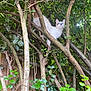 cat, animal, tree, branches, leaves, outdoor, nature, curious, white_cat, blue_eyes, feline, perched, wood, greenery, wildlife, pet, adventure, climbing, forest, daylight