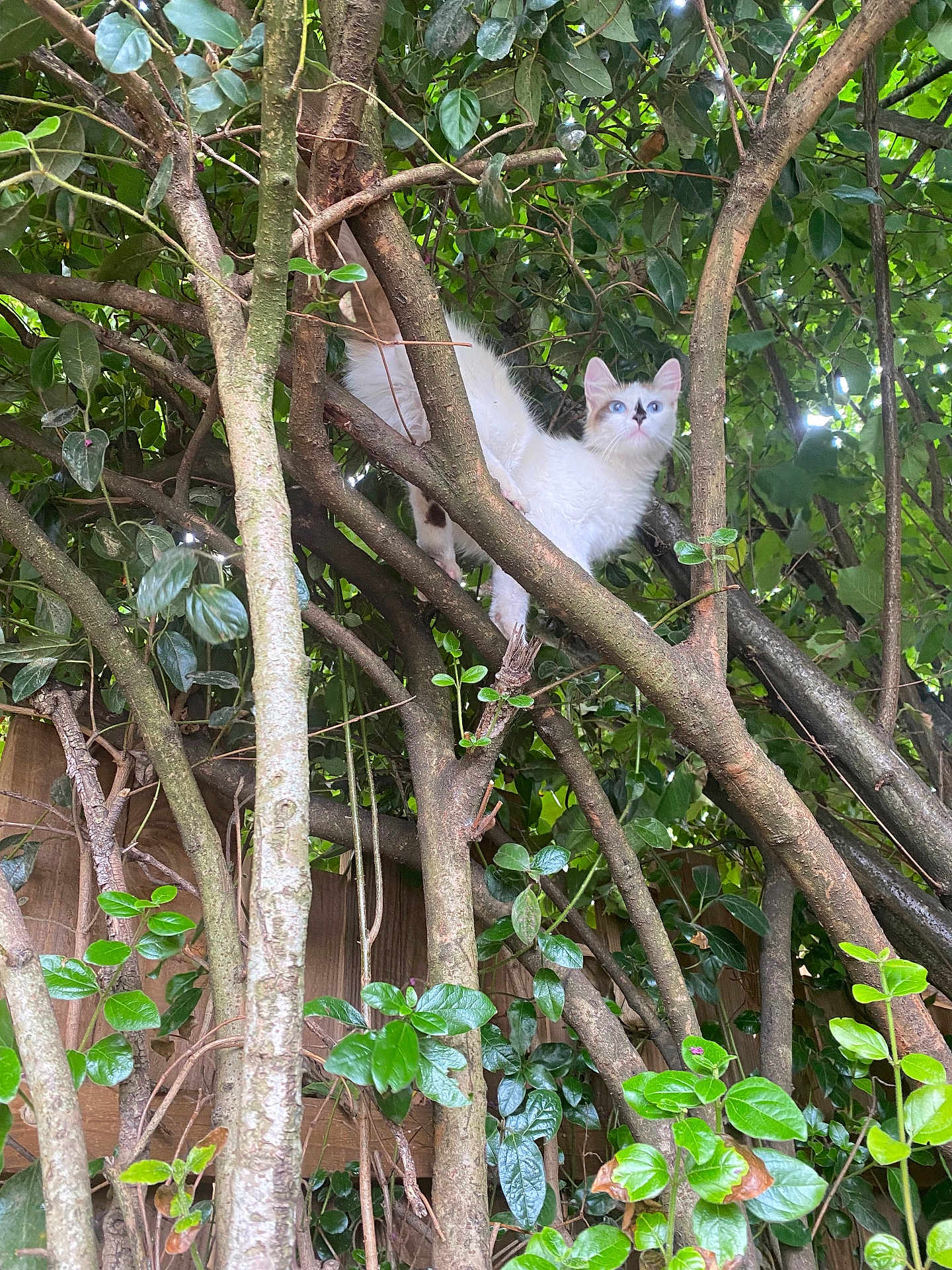 Tachoune participe au concours pour gagner de l'argent avec cette photo : cat, animal, tree, branches, leaves, outdoor, nature, curious, white_cat, blue_eyes, feline, perched, wood, greenery, wildlife, pet, adventure, climbing, forest, daylight