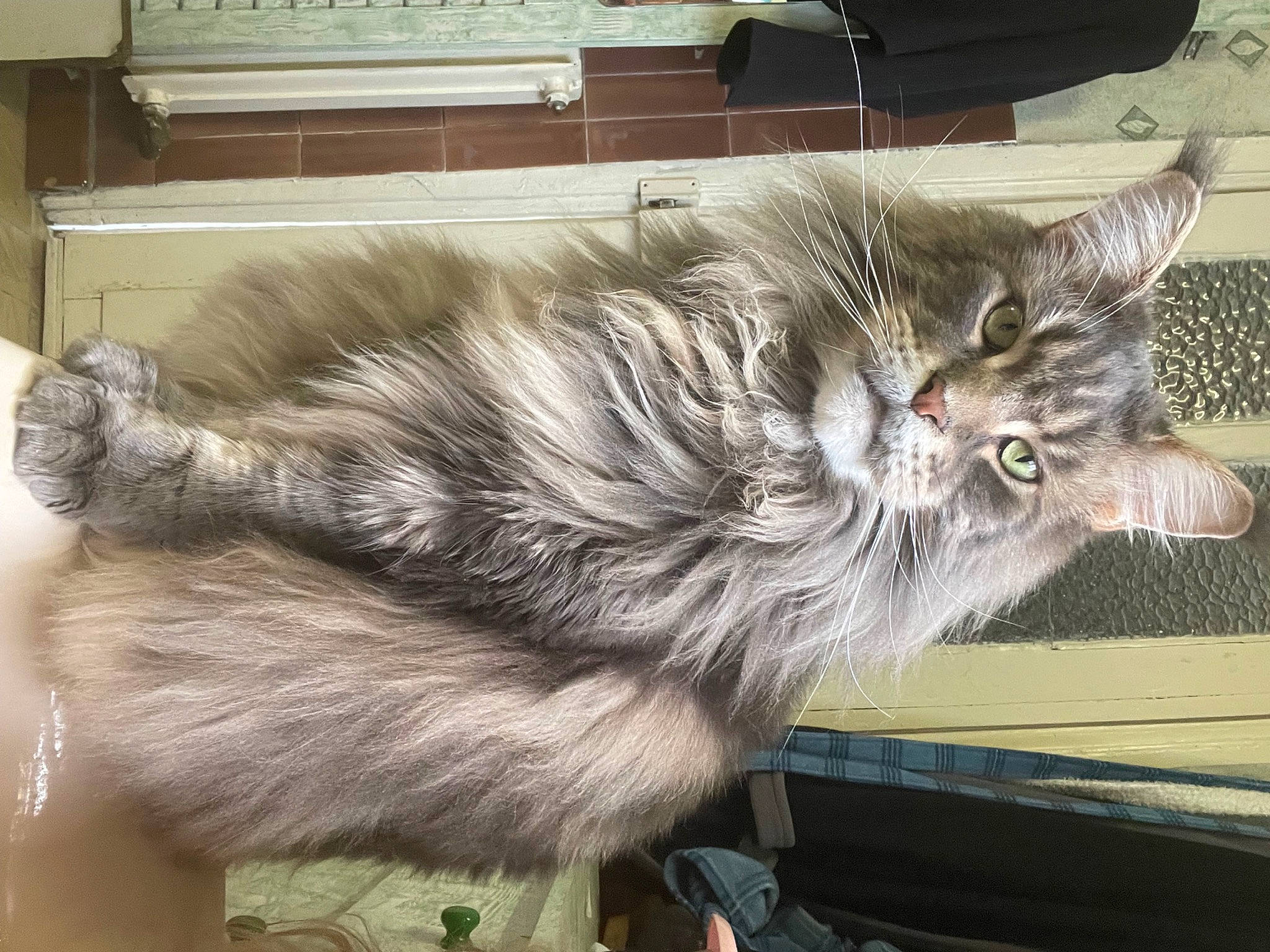 Narco participe au concours pour gagner de l'argent avec cette photo : box, british_longhair, carnivore, cat, claw, domestic_short_haired_cat, felidae, fur, grey, metal, paw, small_to_medium_sized_cats, tail, terrestrial_animal, whiskers