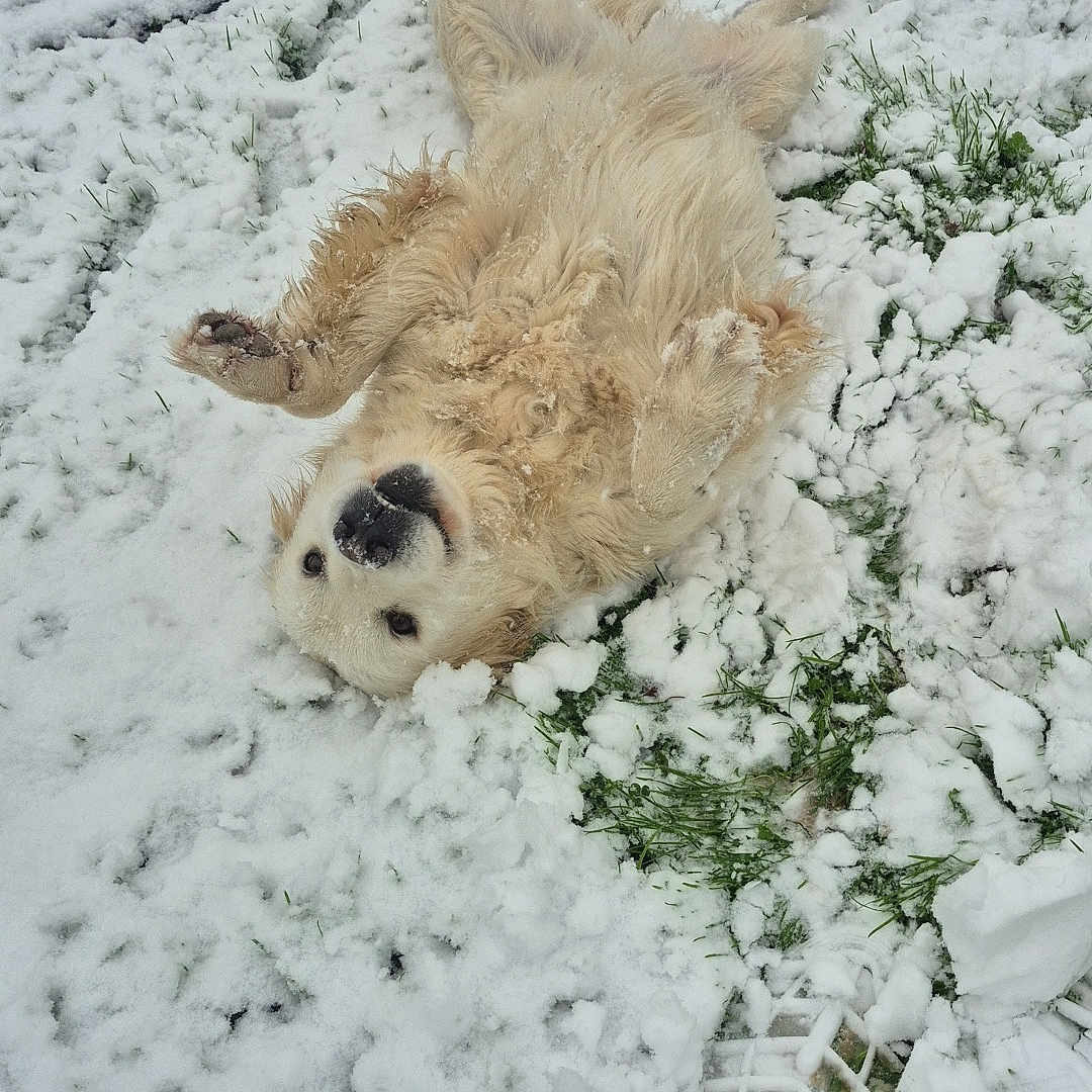 Olly a rejoint le concours — aidez-le/la à gagner de superbes lots ! animal, bear, canine, dog, eskimodog, goldenretriever, husky, ice, nature, outdoors, pet, plant, puppy, rock, snow, soil, tree, vegetation, whitedog, winter