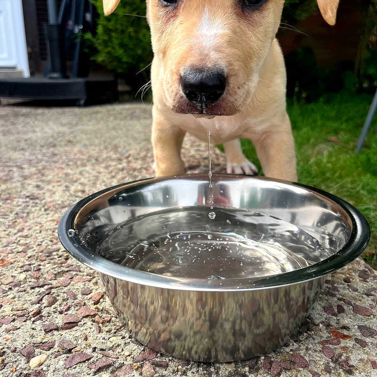Akka participe au concours pour gagner de l'argent avec cette photo : animal, canine, closeup, concrete, curious, daylight, dog, droplet, garden, grass, metal_bowl, nature, outdoor, pet, playful, puppy, texture, thirsty, water_bowl, young_dog
