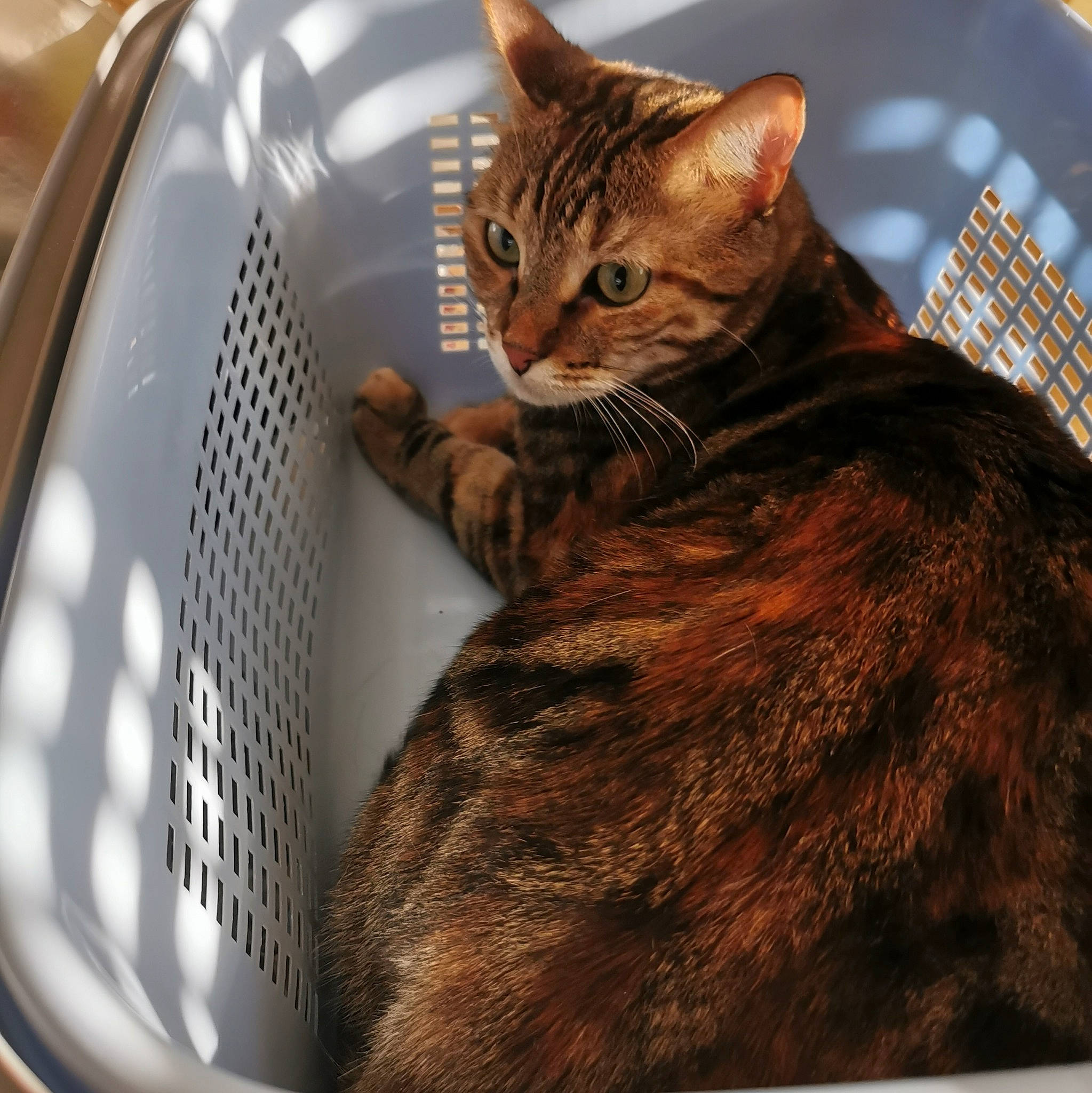 Perlie participe au concours pour gagner de l'argent avec cette photo : automotive_design, automotive_exterior, automotive_lighting, carnivore, cat, claw, comfort, domestic_short_haired_cat, felidae, fur, hood, motor_vehicle, paw, pet_supply, small_to_medium_sized_cats, snout, tail, terrestrial_animal, vehicle_door, whiskers