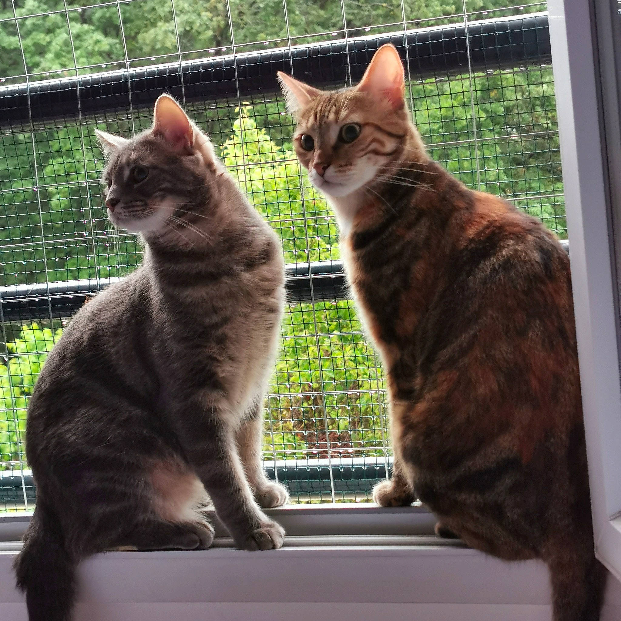 Perlie a rejoint le concours — aidez-le/la à gagner de superbes lots ! carnivore, cat, claw, domestic_short_haired_cat, felidae, fence, fur, gesture, grass, paw, plant, sitting, small_to_medium_sized_cats, snout, tail, tree, whiskers, wildlife, window, wood