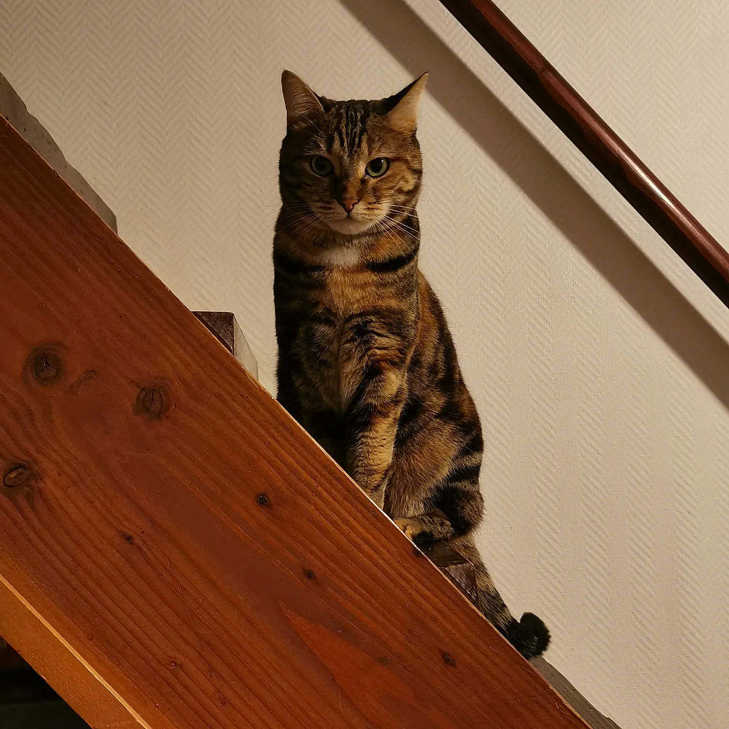 Perlie participe au concours pour gagner de l'argent avec cette photo : carnivore, cat, chair, domestic_short_haired_cat, door, felidae, fur, hardwood, pattern, plywood, shelf, small_to_medium_sized_cats, snout, stairs, table, tail, varnish, whiskers, wood, wood_stain