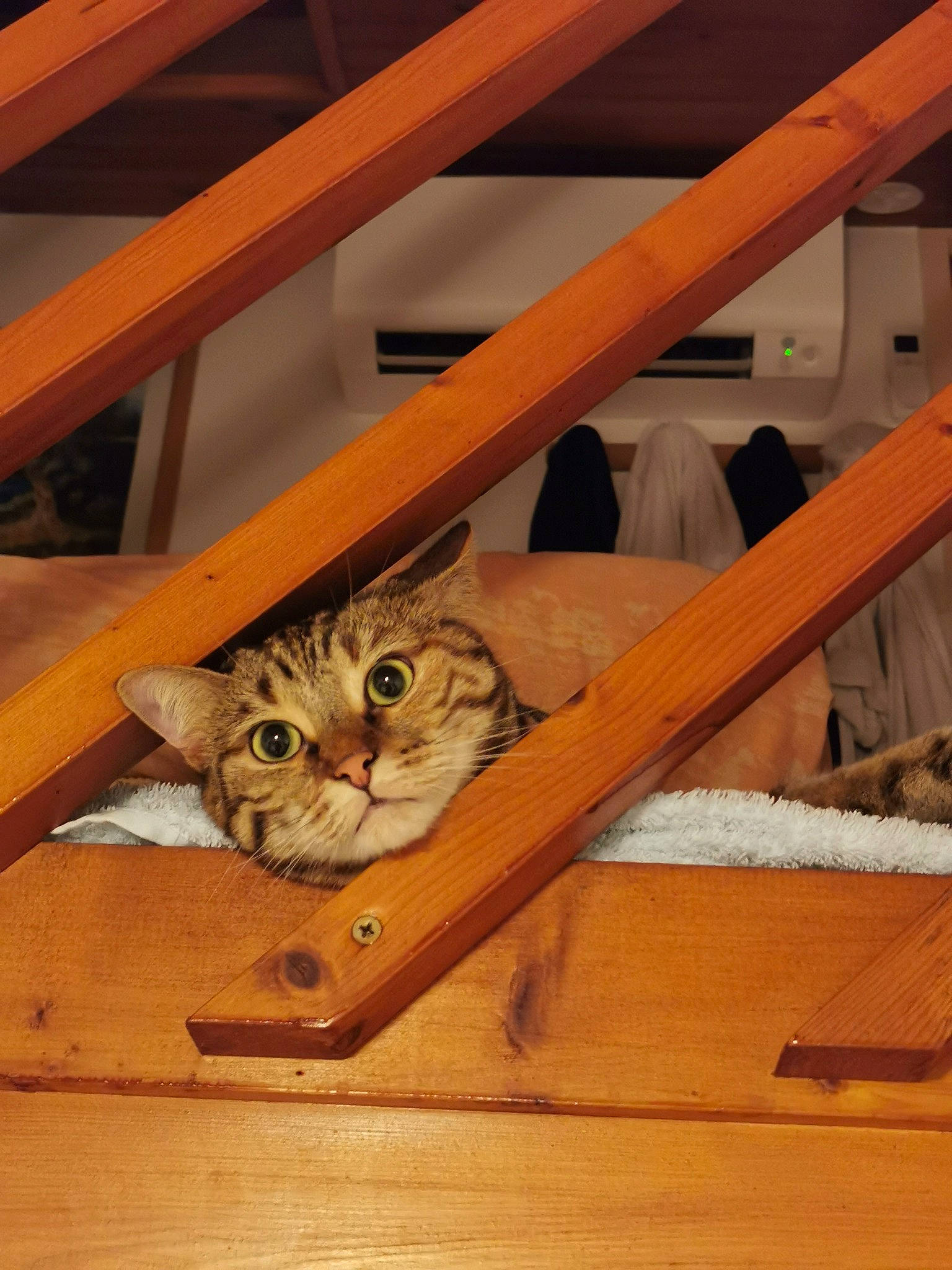 Perlie participe au concours pour gagner de l'argent avec cette photo : beam, carnivore, cat, ceiling, comfort, felidae, flooring, hardwood, pattern, pet_supply, plywood, room, shelf, small_to_medium_sized_cats, stairs, table, whiskers, wood, wood_flooring, wood_stain