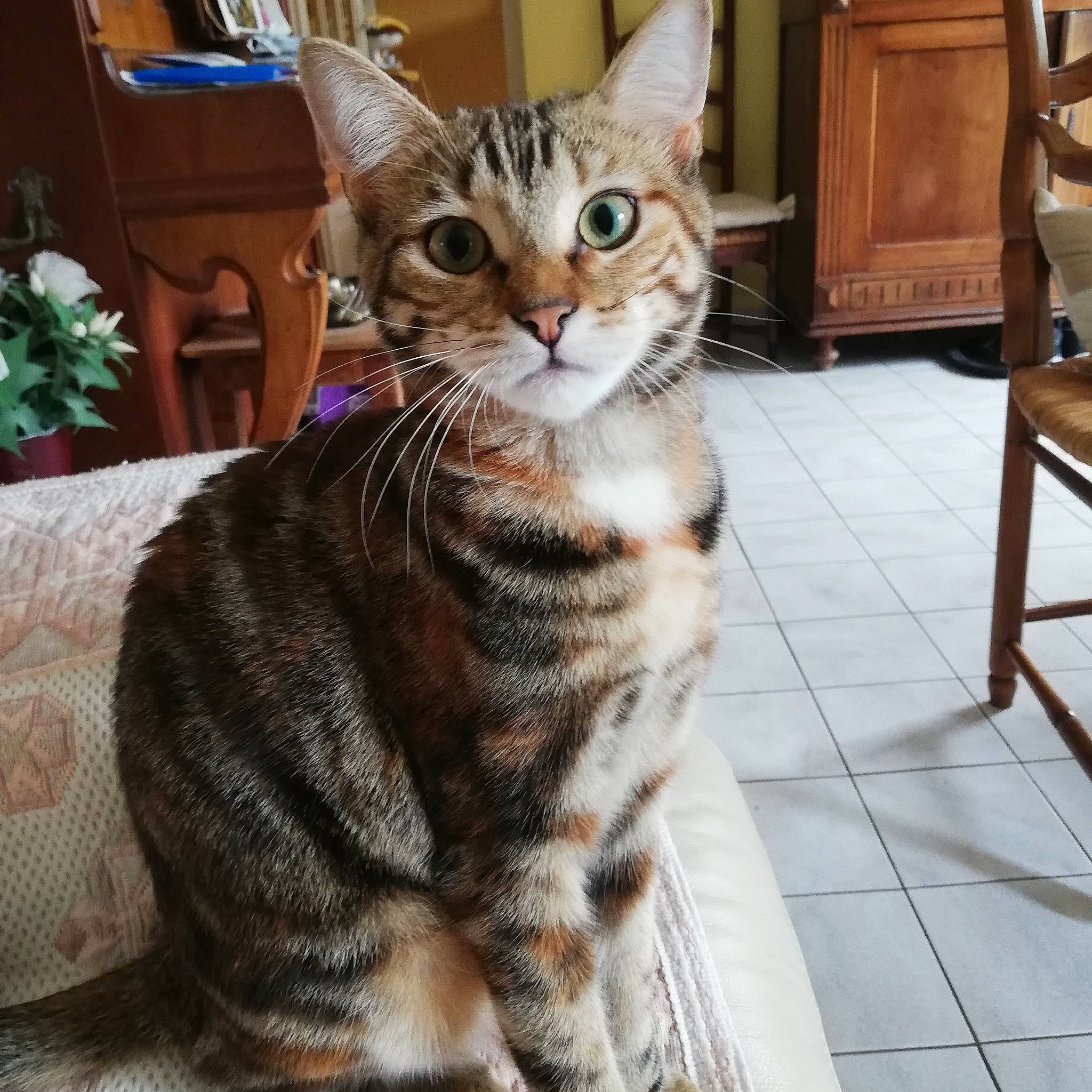 Perlie a rejoint le concours — aidez-le/la à gagner de superbes lots ! cabinetry, carnivore, cat, comfort, domestic_short_haired_cat, door, felidae, flooring, fur, hardwood, houseplant, paw, plant, sitting, small_to_medium_sized_cats, snout, tail, terrestrial_animal, whiskers, wood