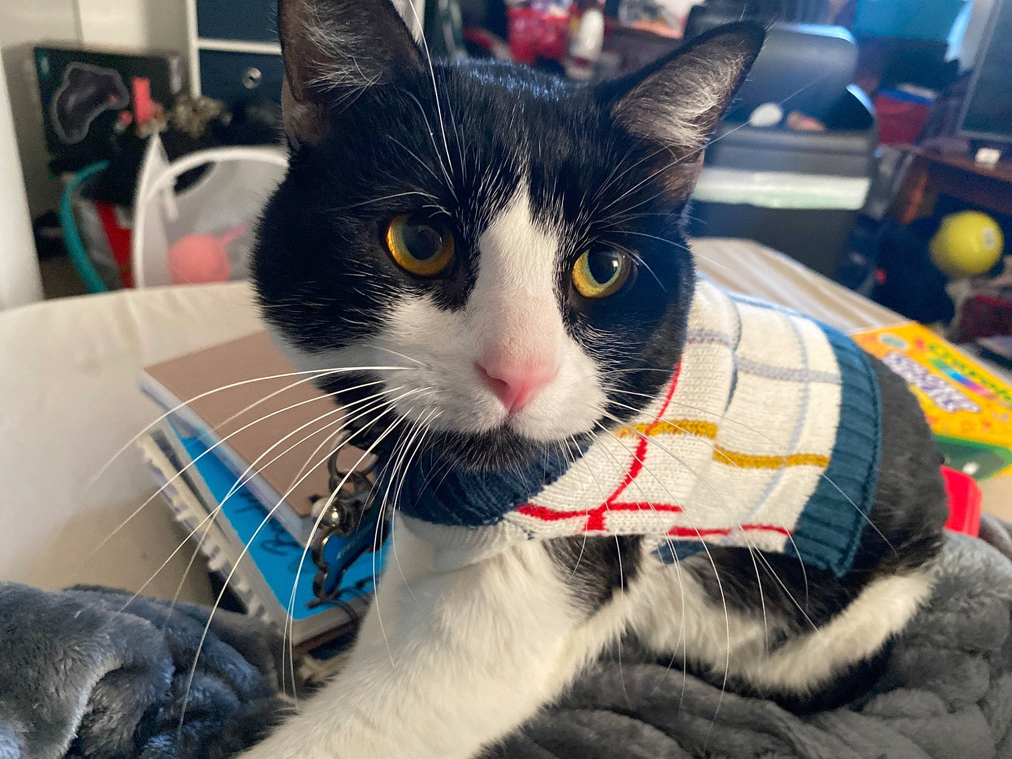 Kingston joined the competition — help win amazing prizes! carnivore, cat, claw, collar, comfort, domestic_short_haired_cat, eye, felidae, fur, linens, paw, pet_supply, sitting, small_to_medium_sized_cats, snout, tail, whiskers