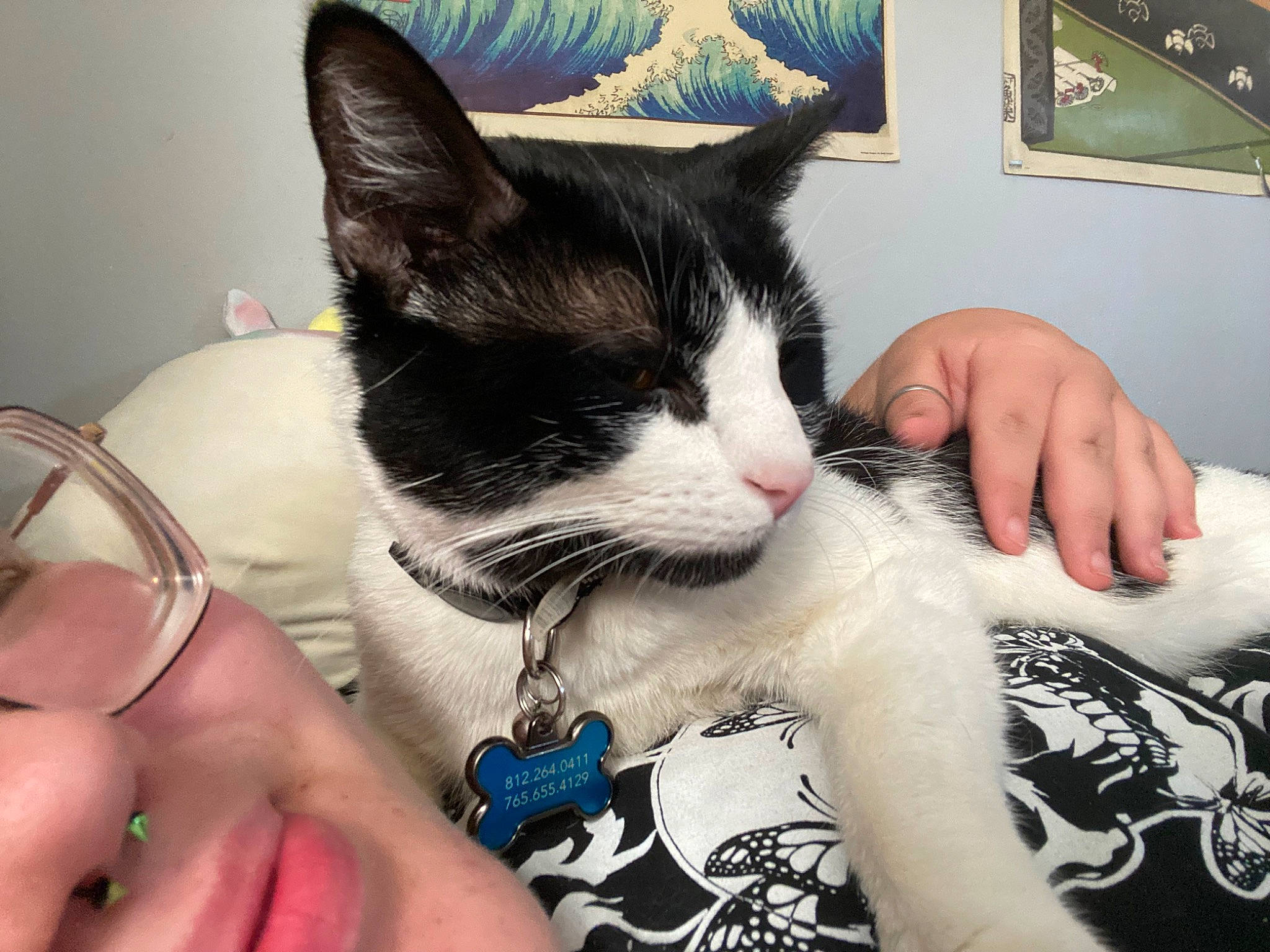 Kingston joined the competition — help win amazing prizes! black_hair, carnivore, cat, comfort, domestic_short_haired_cat, ear, felidae, finger, fur, gesture, hand, human_leg, lap, nail, picture_frame, small_to_medium_sized_cats, snout, tail, whiskers, window