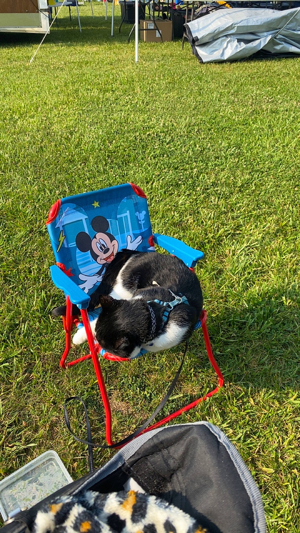 Kingston joined the competition — help win amazing prizes! canidae, carnivore, chair, companion_dog, dog, dog_breed, electric_blue, grass, grass_family, grassland, groundcover, hat, lawn, leisure, personal_protective_equipment, recreation, soil, sporting_group, tail, yard