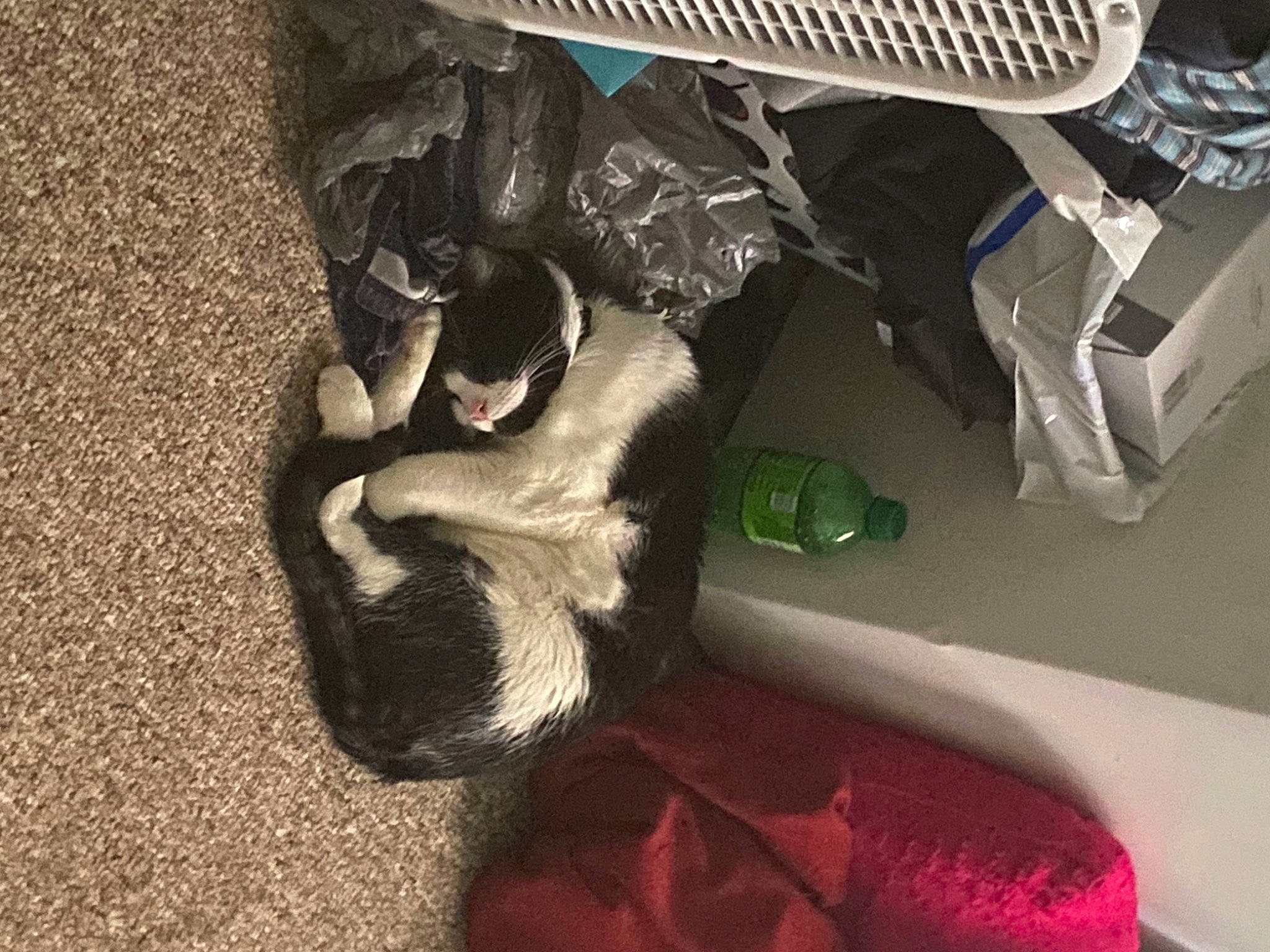 Kingston joined the competition — help win amazing prizes! audio_equipment, carmine, carnivore, comfort, companion_dog, dog_breed, eyewear, felidae, flooring, fur, home_appliance, mechanical_fan, netbook, office_equipment, paw, personal_protective_equipment, room, small_to_medium_sized_cats, tail, whiskers