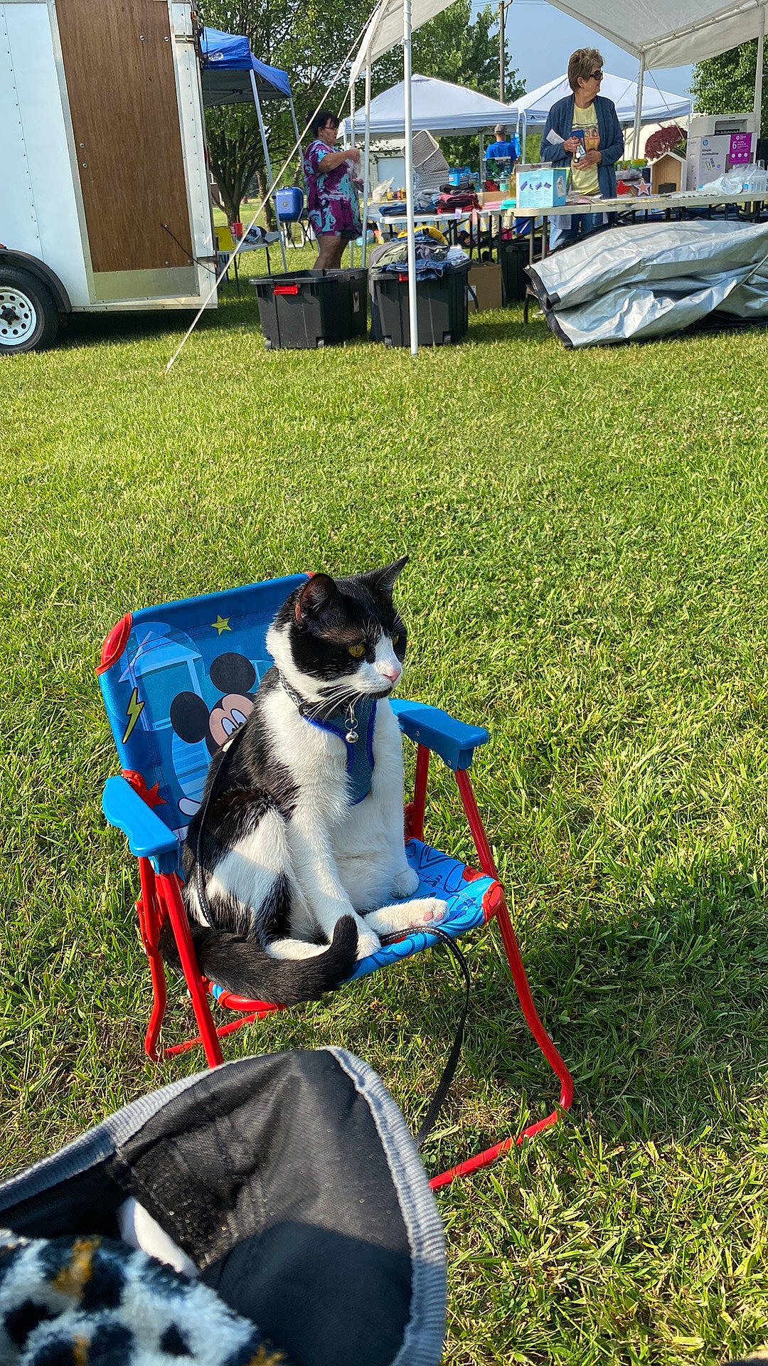 Kingston joined the competition — help win amazing prizes! carnivore, cat, chair, collar, companion_dog, dog, dog_breed, felidae, folding_chair, grass, lawn, leisure, outdoor_furniture, plant, recreation, shade, summer, tent, tire, wheel