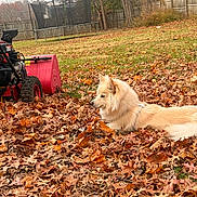 Bella joined the competition — help win amazing prizes! dog, autumn_leaves, backyard, grass, tree, fence, snowblower, trampoline, outdoor, fall, pet, canine, leaves, nature, quiet, resting, daytime, suburban, seasonal, animal
