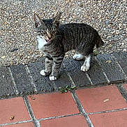 Bob joined the competition — help win amazing prizes! kitten, cat, tabby, white_paws, outdoor, tiles, brick, curious, alert, meowing, animal, pet, young_cat, small, standing, fur, whiskers, ears, ground, nature