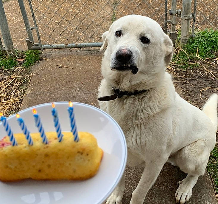 Lugnut joined the competition — help win amazing prizes! baked_goods, canidae, carnivore, comfort_food, companion_dog, cuisine, dog, dog_breed, dog_supply, fence, finger_food, food, ingredient, pet_supply, plant, produce, sporting_group, tail, terrestrial_animal, working_animal