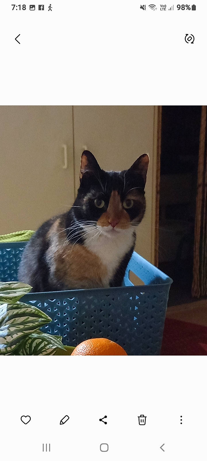 Fifi joined the competition — help win amazing prizes! basket, box, cardboard, carnivore, cat, cat_supply, domestic_short_haired_cat, felidae, fur, packaging_and_labeling, paper_product, pet_supply, rectangle, sitting, small_to_medium_sized_cats, square, tail, tree, whiskers, window