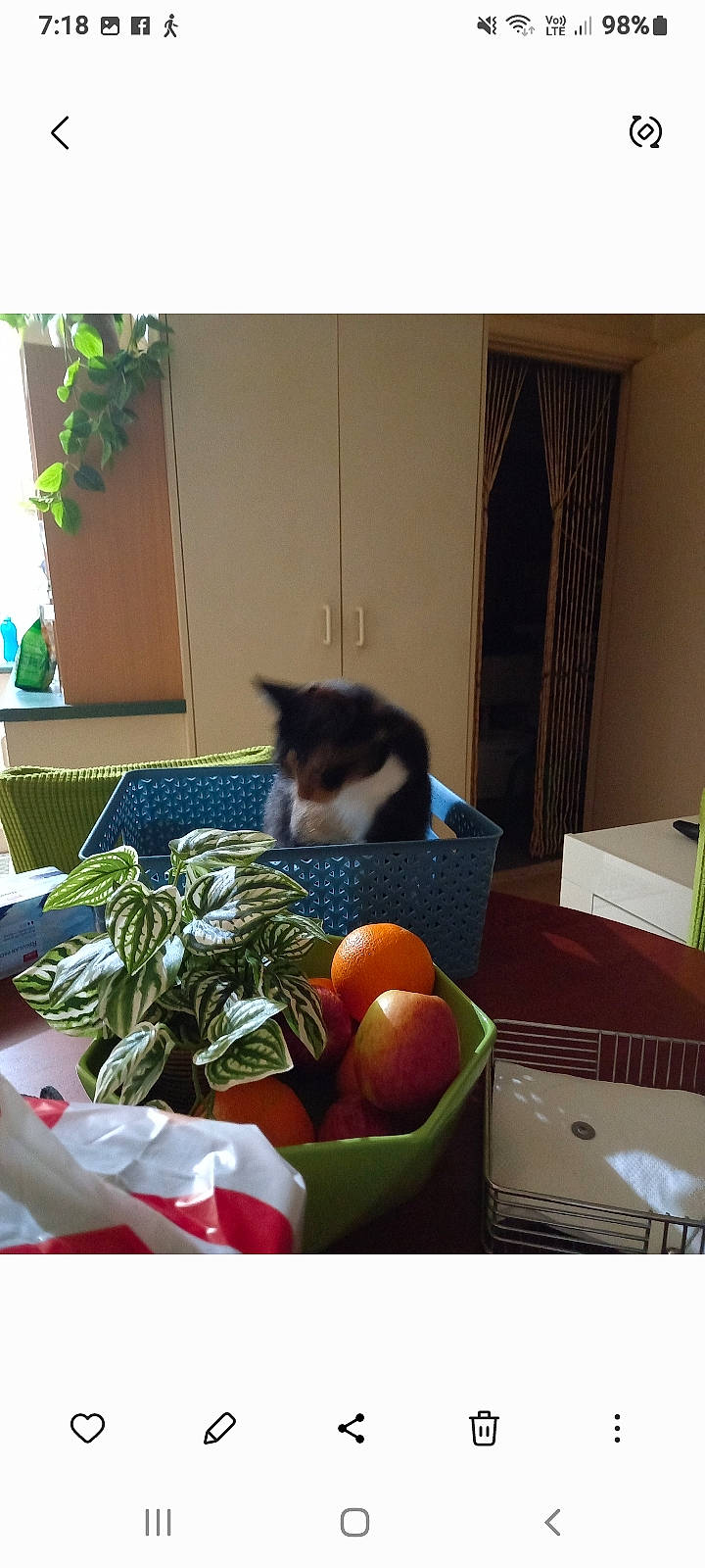 Fifi is registered to the contest to win money with this photo: apple, bowl, carnivore, cat, citrus, felidae, food, fruit, grapefruit, hardwood, natural_foods, orange, plant, room, serveware, small_to_medium_sized_cats, table, tableware, window, wood