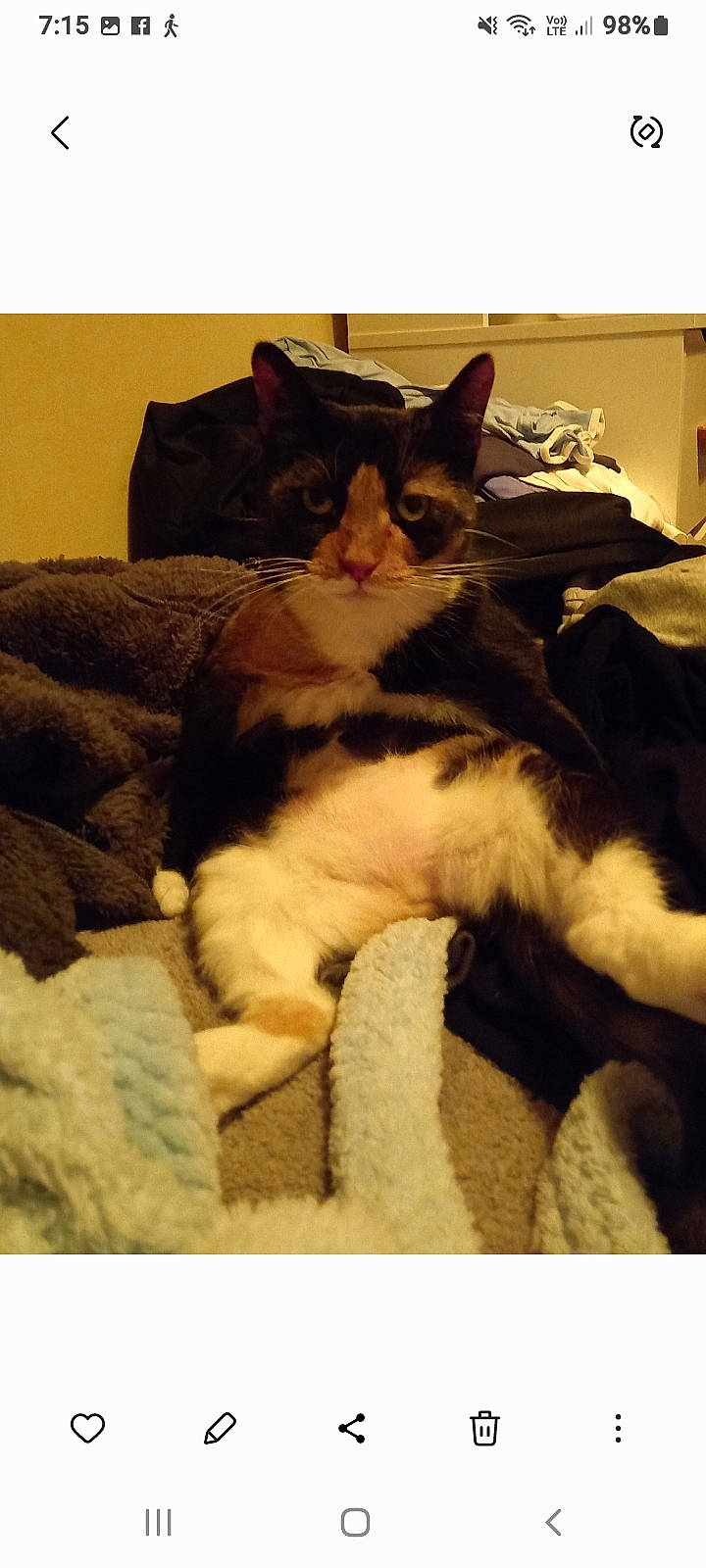 Fifi is registered to the contest to win money with this photo: carnivore, cat, chair, cloud, comfort, companion_dog, couch, domestic_short_haired_cat, felidae, fur, human_leg, lap, linens, paw, room, sitting, small_to_medium_sized_cats, tail, textile, whiskers