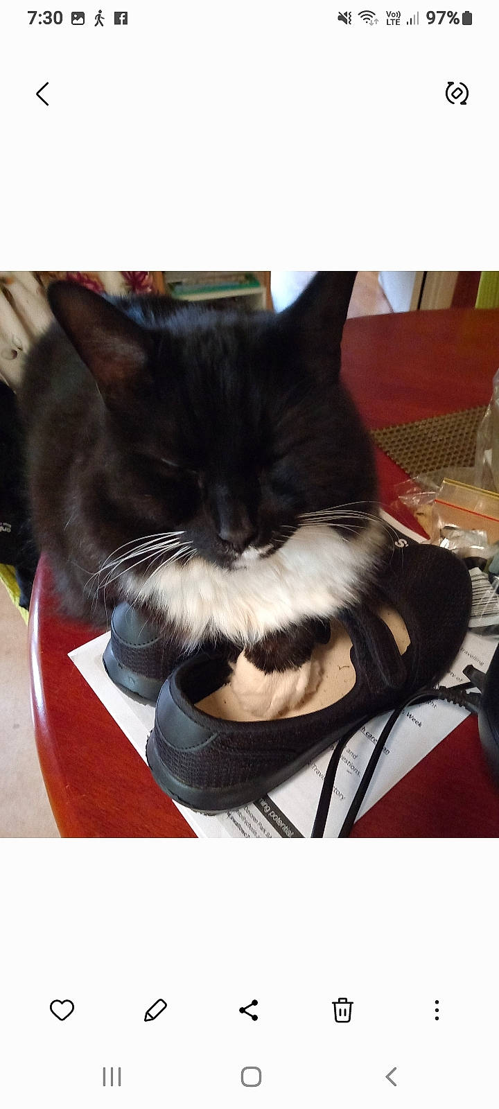 Peppie joined the competition — help win amazing prizes! bag, box, carnivore, cat, cat_supply, chair, comfort, domestic_short_haired_cat, felidae, formal_wear, fur, lap, pet_supply, small_to_medium_sized_cats, snout, suit, tableware, tail, whiskers, window