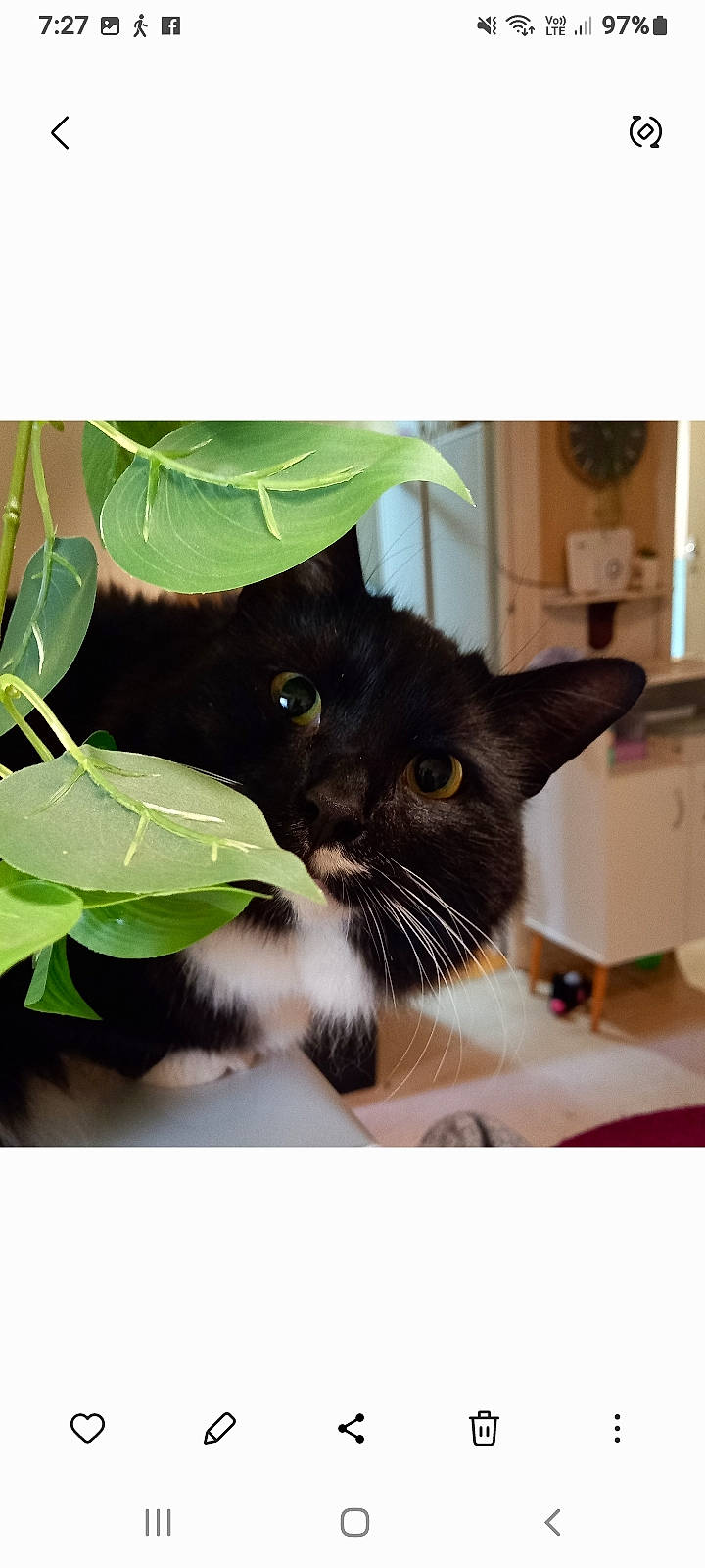 Peppie is registered to the contest to win money with this photo: black_cat, cabinetry, carnivore, cat, domestic_short_haired_cat, drawer, felidae, fur, grass, herb, home_appliance, kitchen_appliance, photo_caption, plant, rectangle, small_to_medium_sized_cats, snout, tail, terrestrial_animal, whiskers