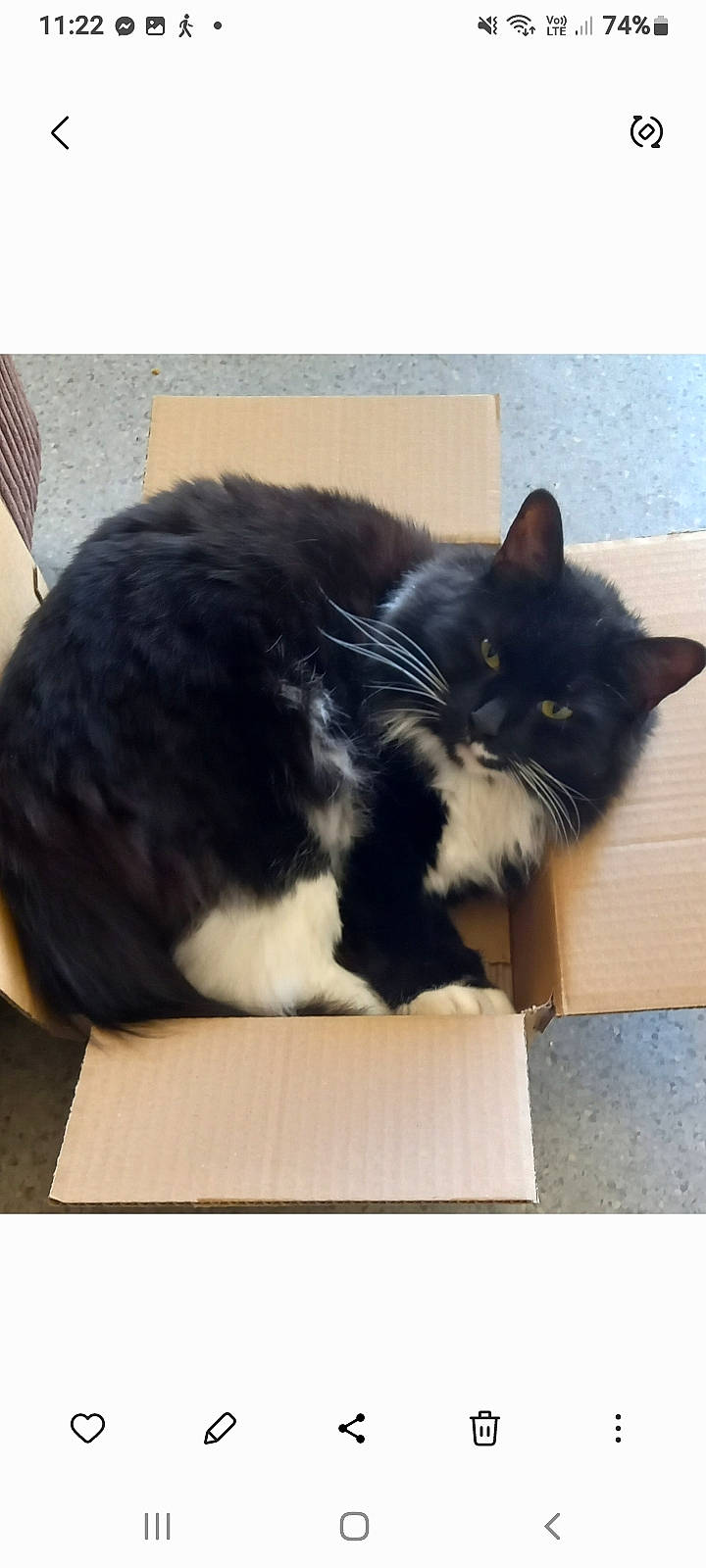 Peppie is registered to the contest to win money with this photo: box, carnivore, cat, comfort, felidae, flooring, fur, packaging_and_labeling, rectangle, small_to_medium_sized_cats, snout, square, tail, whiskers