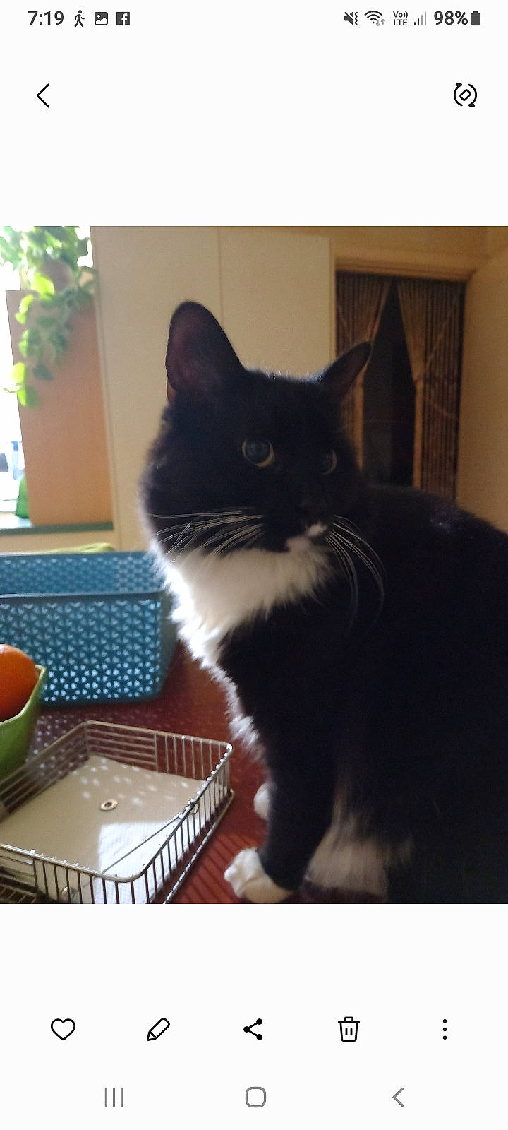 Peppie joined the competition — help win amazing prizes! black_cat, box, carnivore, cat, cat_supply, domestic_short_haired_cat, felidae, fur, mixing_bowl, paw, pet_supply, plant, rectangle, serveware, small_to_medium_sized_cats, snout, tableware, tail, whiskers, window