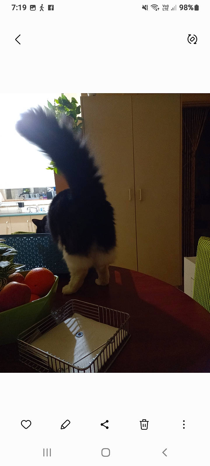 Peppie is registered to the contest to win money with this photo: bowl, cat, chair, feather, felidae, food, fruit, fur, natural_foods, orange, plant, plate, room, serveware, small_to_medium_sized_cats, table, tableware, tail, whiskers, wing