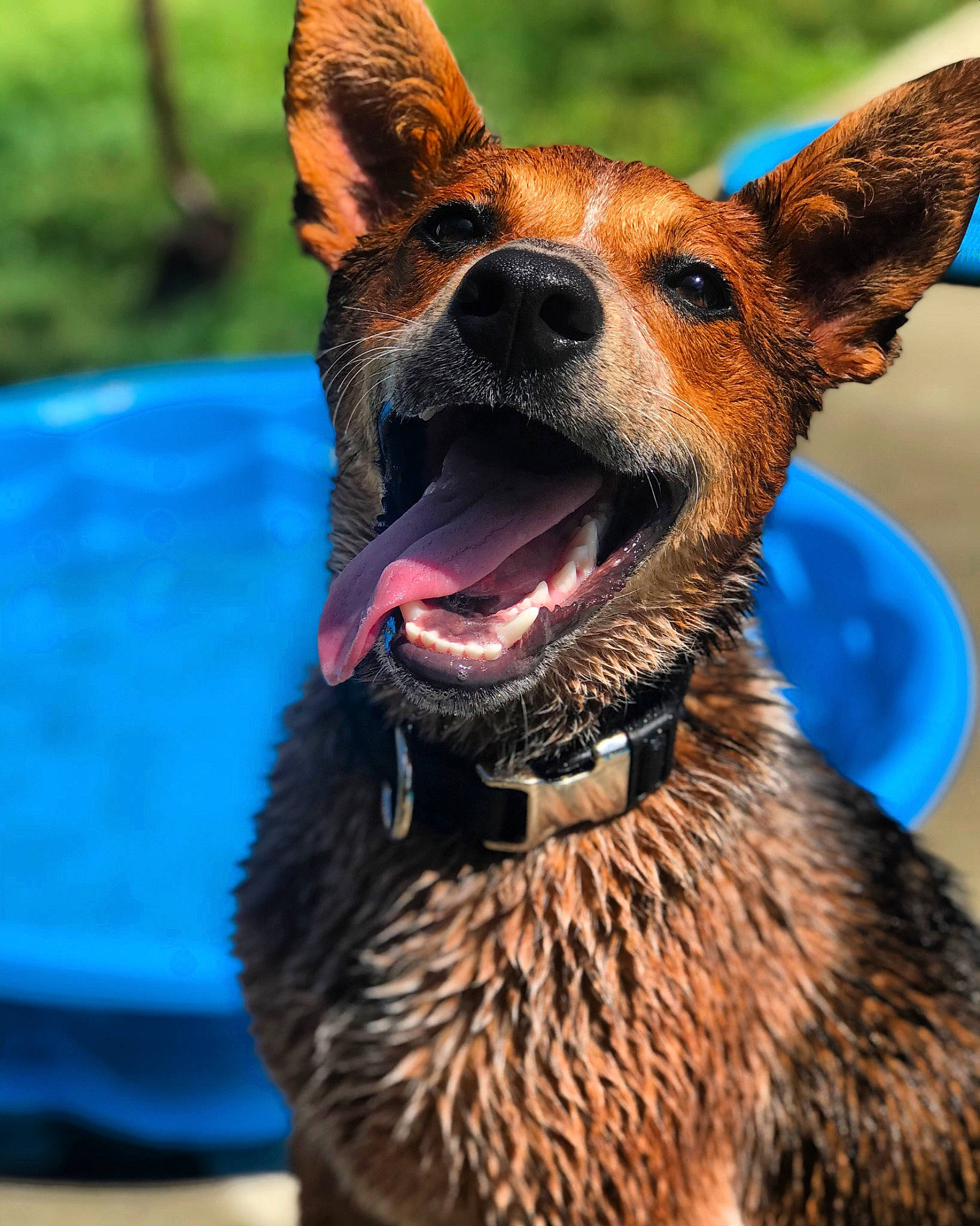 Benny is registered to the contest to win money with this photo: australian_cattle_dog, canidae, carnivore, dog, dog_breed, fawn, koolie, mammal, nose, snout, vertebrate, whiskers, wildlife, working_dog