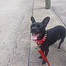 Smokey is registered to the contest to win money with this photo: animal, black_dog, canine, close_up, collar, concrete, daytime, dog, ears_up, happy, leash, outdoor, pet, sidewalk, smiling, spiked_collar, standing, tongue, tongue_out, walking
