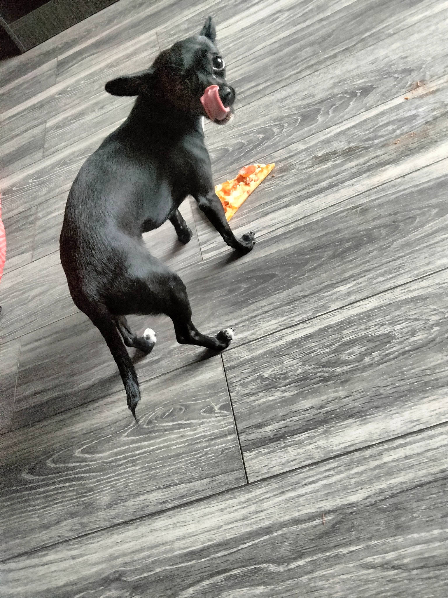 Smokey is registered to the contest to win money with this photo: canidae, carnivore, collar, companion_dog, dog, dog_breed, dog_collar, dog_sports, dog_supply, fawn, flooring, grey, guard_dog, hardwood, leash, sporting_group, tail, wood, wood_flooring, working_animal