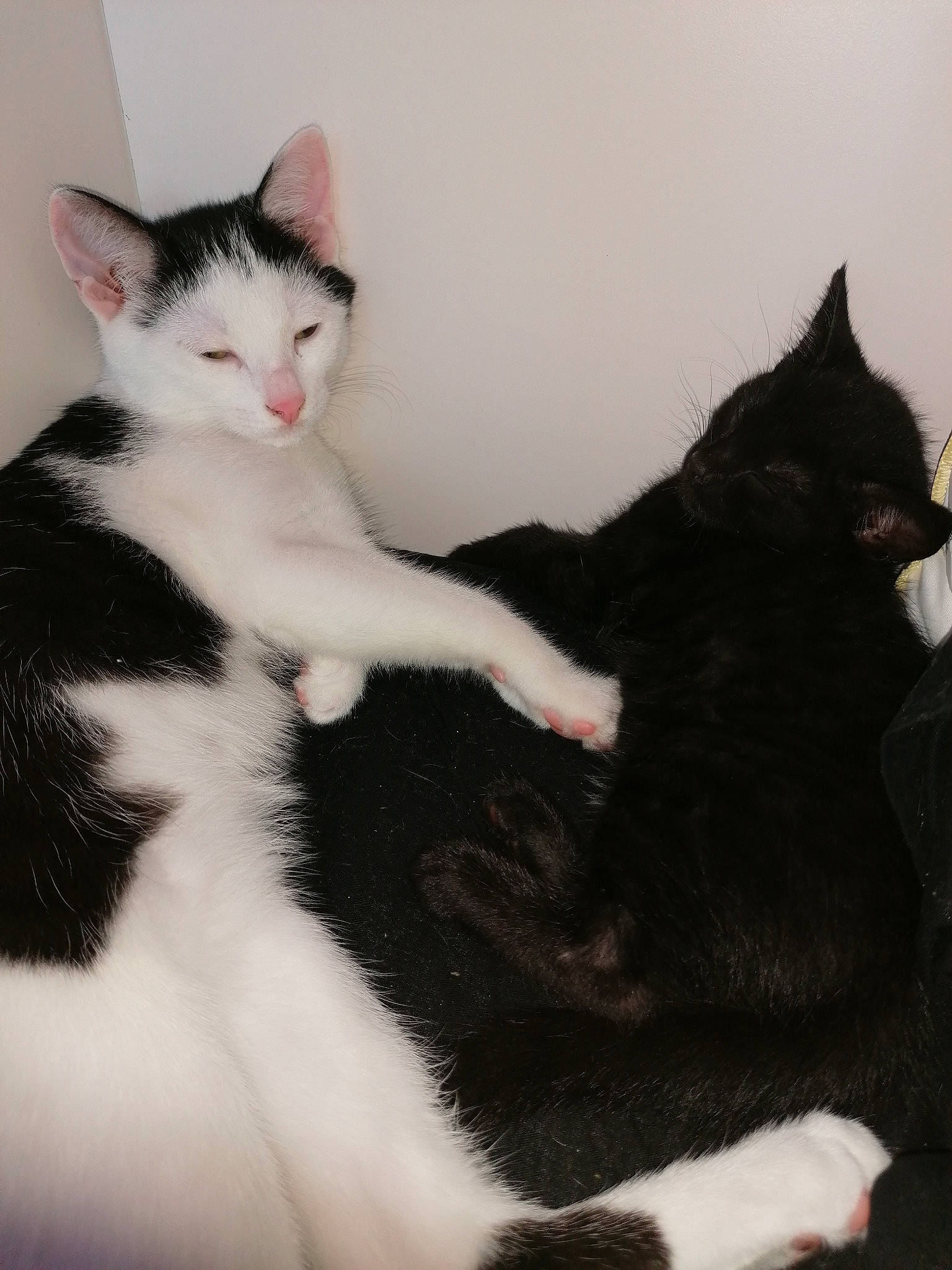 Yukio participe au concours pour gagner de l'argent avec cette photo : aegean_cat, american_wirehair, black_and_white, black_cat, carnivore, cat, domestic_short_haired_cat, felidae, fur, japanese_bobtail, kitten, mammal, norwegian_forest_cat, paw, polydactyl_cat, small_to_medium_sized_cats, tail, turkish_angora, vertebrate, whiskers