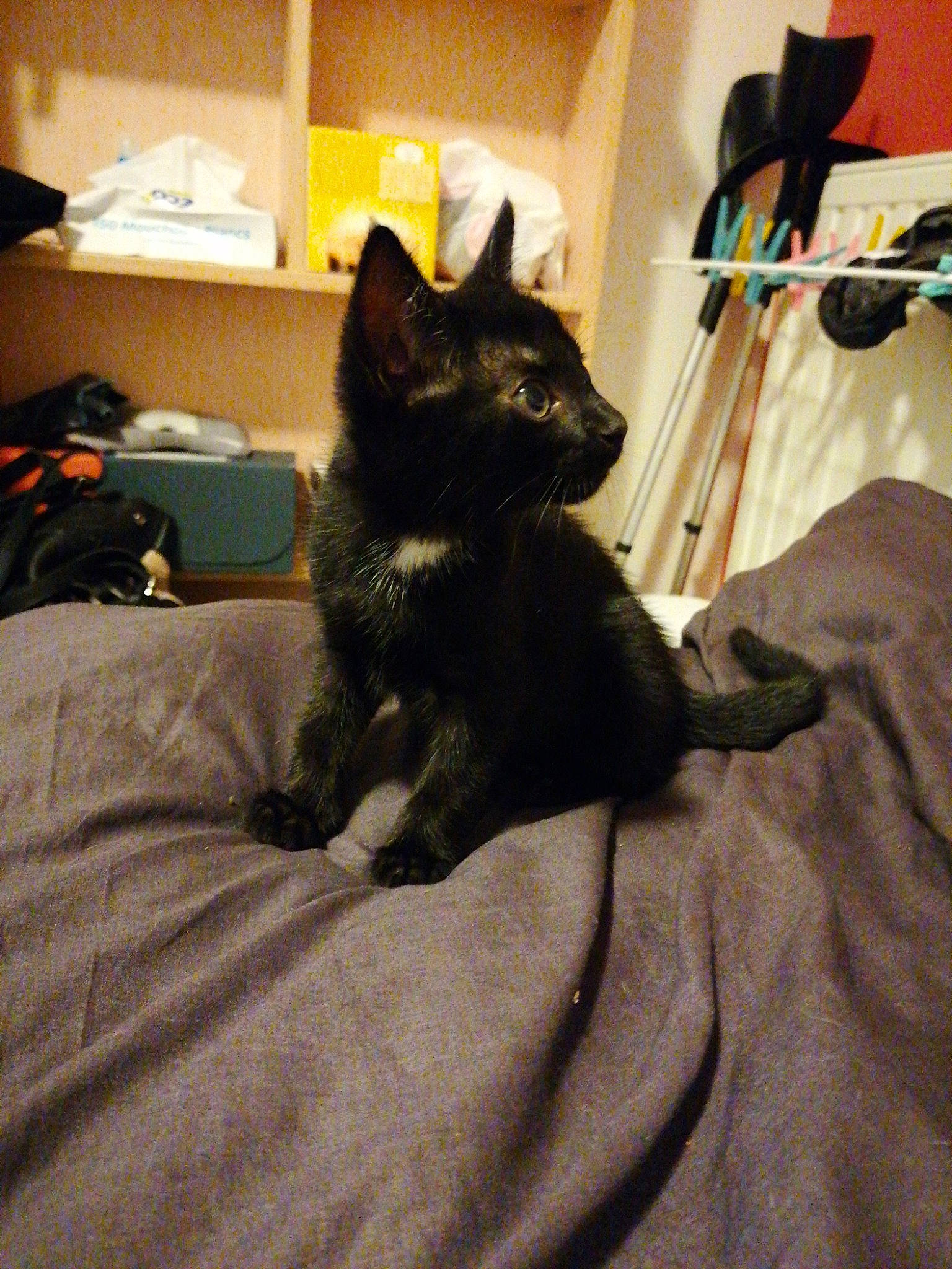 Yukio participe au concours pour gagner de l'argent avec cette photo : asian, black, black_cat, canidae, carnivore, cat, domestic_short_haired_cat, felidae, fur, kitten, mammal, room, small_to_medium_sized_cats, whiskers