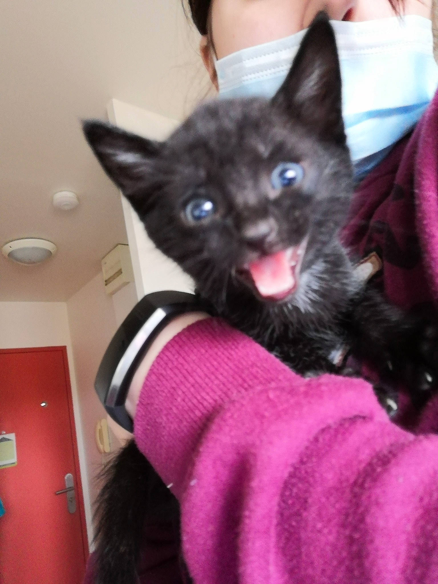 Yukio participe au concours pour gagner de l'argent avec cette photo : asian, black_cat, carnivore, cat, domestic_short_haired_cat, ear, felidae, fur, german_rex, kitten, korat, mammal, small_to_medium_sized_cats, snout, vertebrate, whiskers