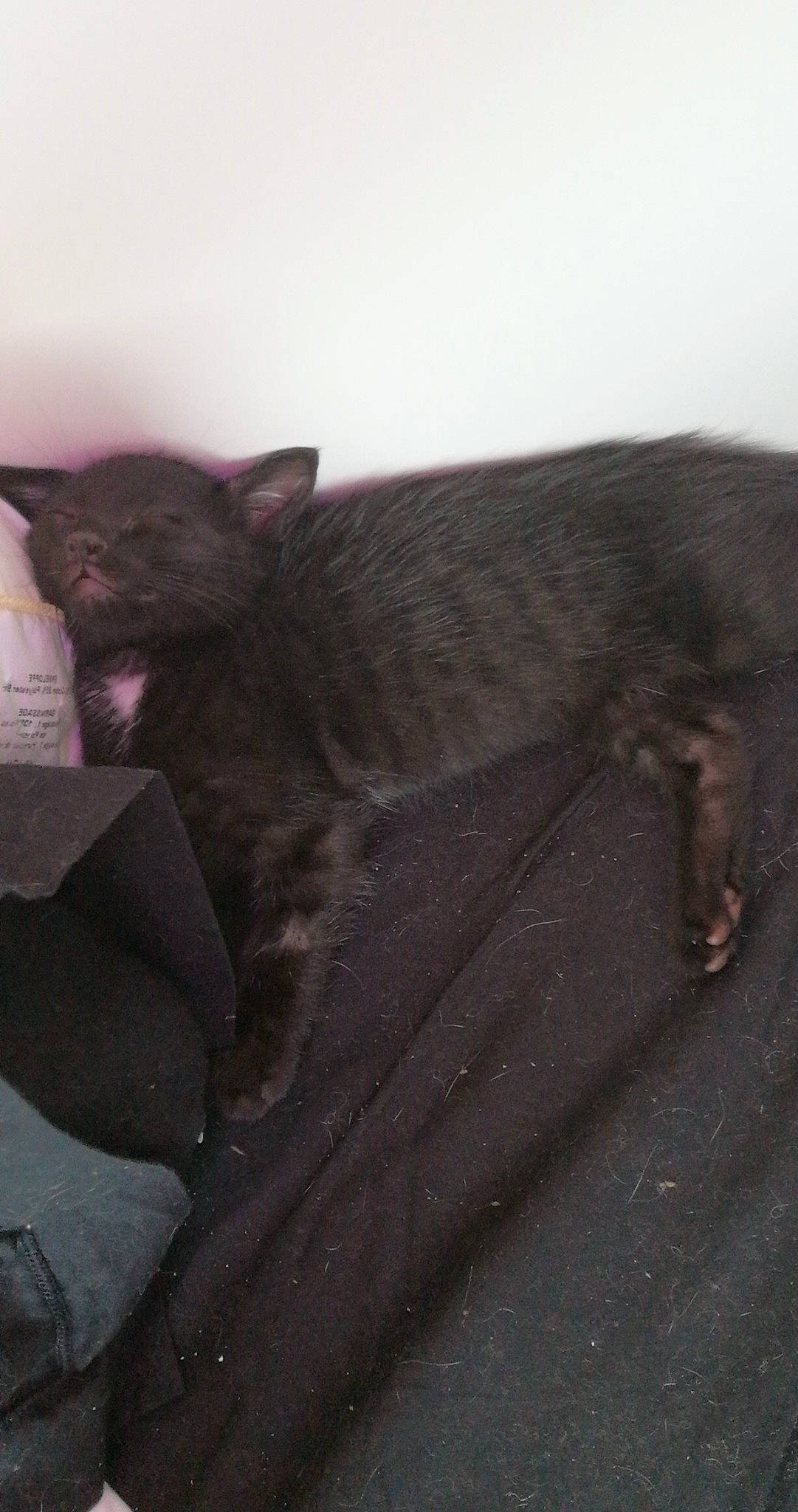 Yukio participe au concours pour gagner de l'argent avec cette photo : black_cat, carnivore, cat, felidae, korat, russian_blue, small_to_medium_sized_cats, tail, whiskers