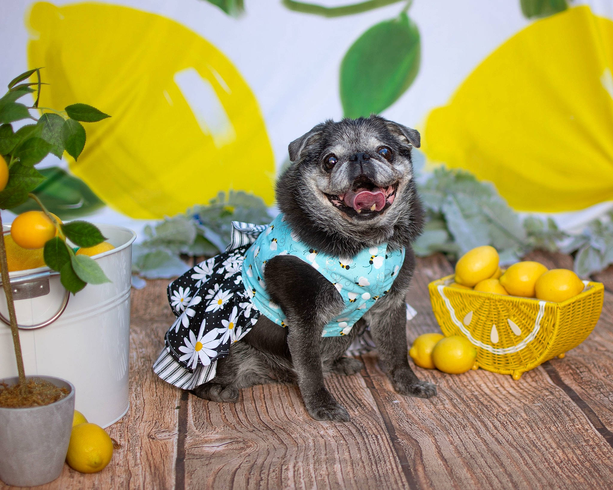 Padme is registered to the contest to win money with this photo: canidae, carnivore, companion_dog, disc_dog, dog, dog_breed, dog_clothes, dog_supply, fashion_accessory, food, grass, happy, natural_foods, paw, plant, stuffed_toy, superfood, tableware, toy_dog, wood