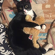 Jellybean is registered to the contest to win money with this photo: cat, black_and_white, teddy_bear, stuffed_animal, blanket, patterned_blanket, indoor, pet, cute, animal, feline, lying_down, hugging, whiskers, paw, soft_toy, relaxed, cozy, domestic_cat, eyes
